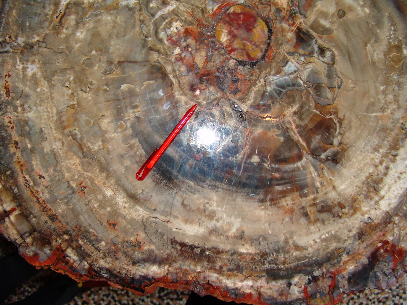 G:\2_FOTOS\FOTOS DE GEOLOGIA\FOTOS MUSEO LONDRES\XILOPALO4.JPG